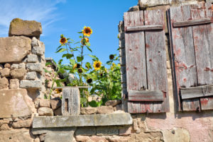 Steinmauer, Sonnenblumen, Holzladen, Garten, Stillleben, Wolfram-Eschenbach, Franken, Bayern, Deutschland Steinmauer, Sonnenblumen, Holzladen, Garten, Stillleben, Wolfram-Eschenbach, Franken, Bayern, Deutschland